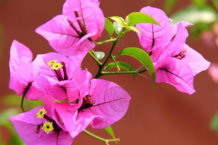 揽月楼前的三角梅开花了吗？