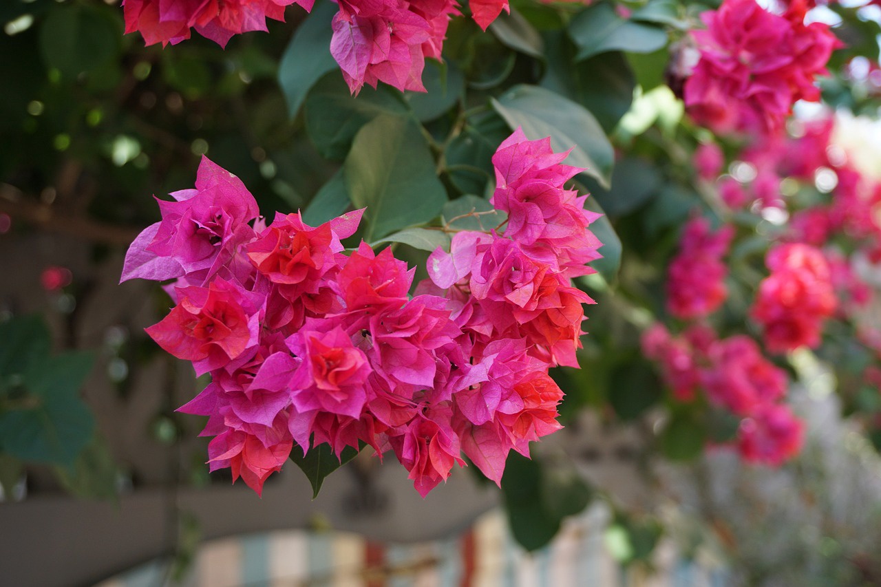 bougainvillea-xiamen-gulangyu-2537574