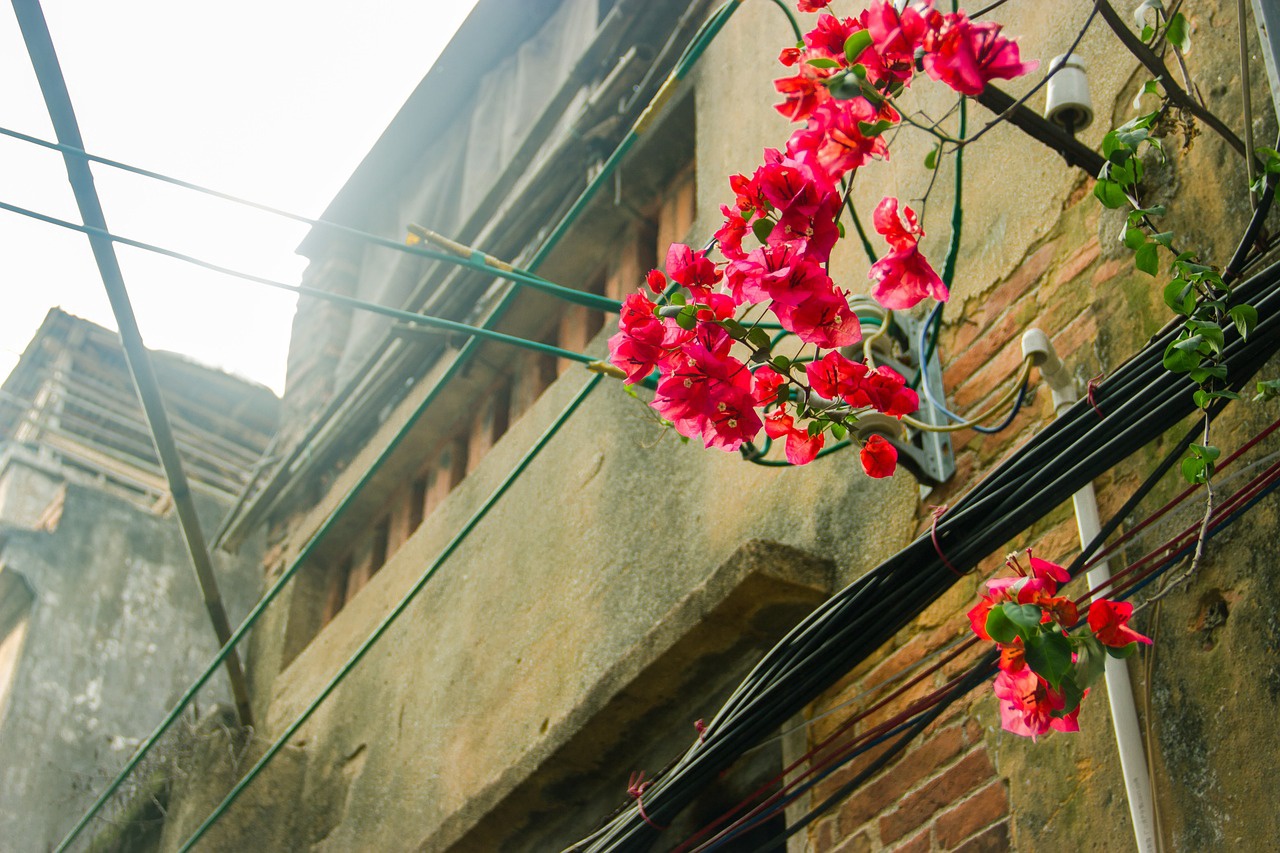 bougainvillea-street-view-old-street-538036