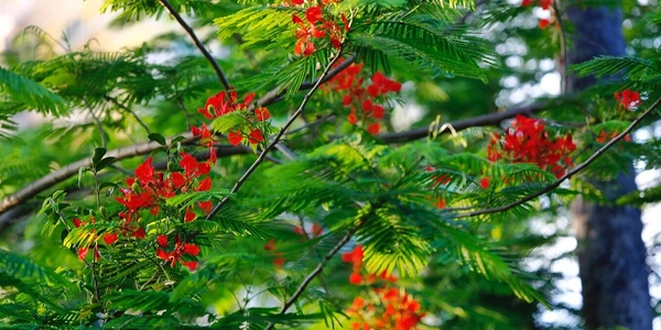 凤凰花开