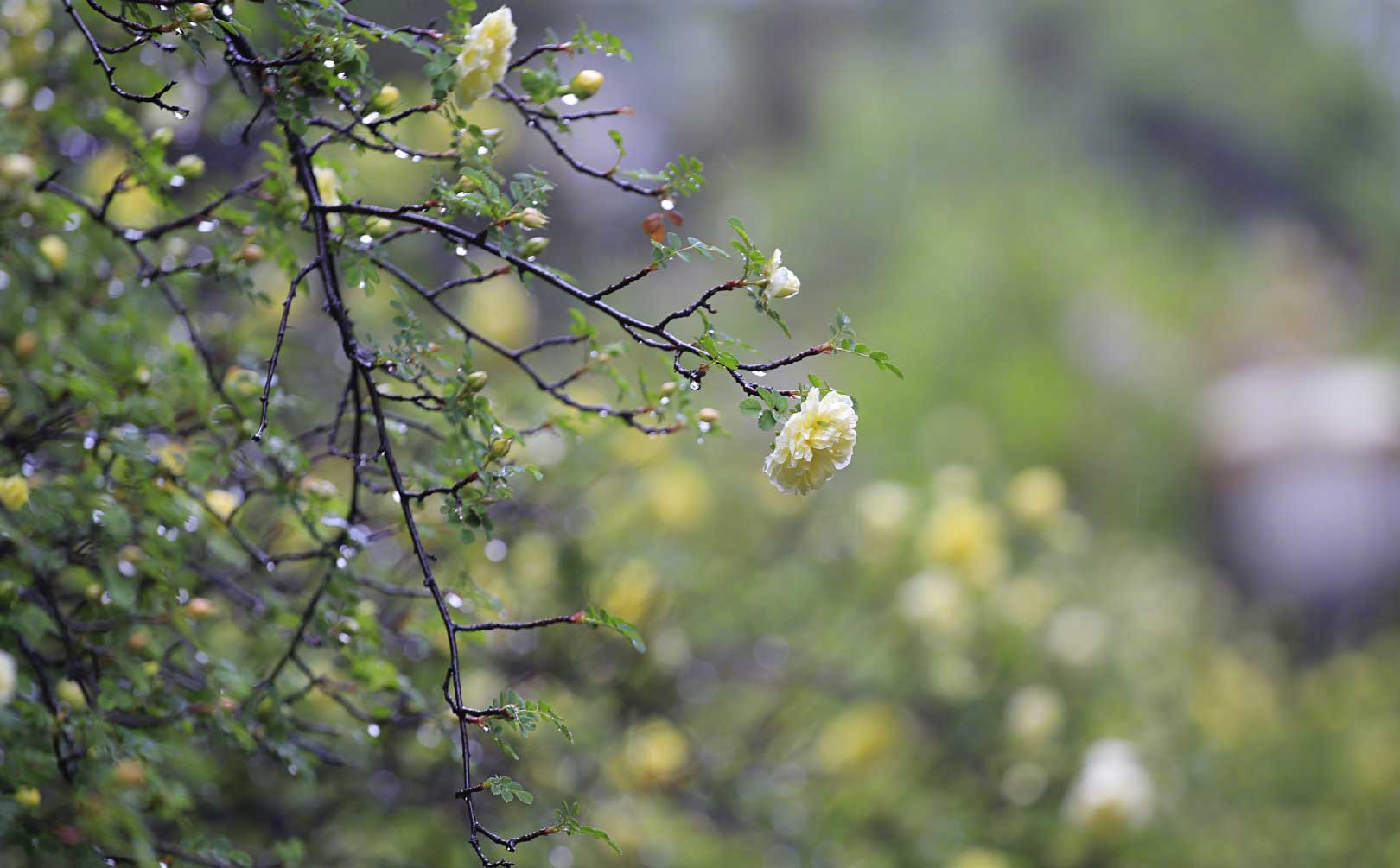 黄梅细雨 1